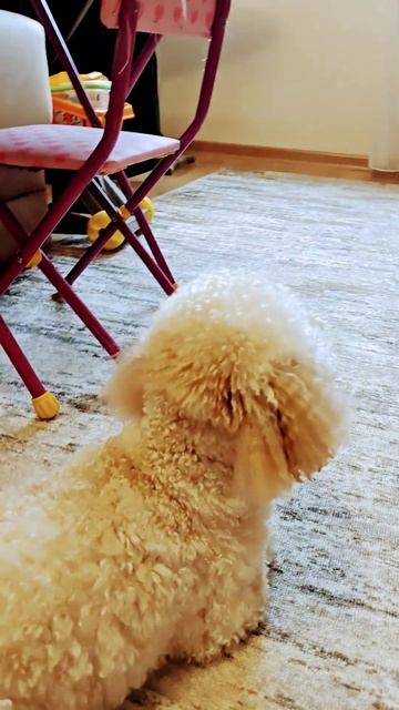 собачка❤❤