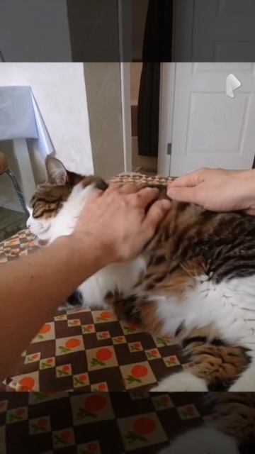 Кети гладят