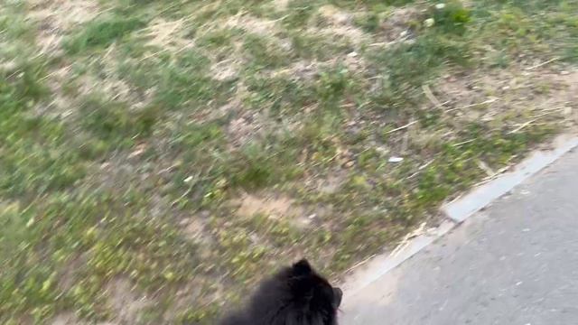 Я гуляю по городу утром...