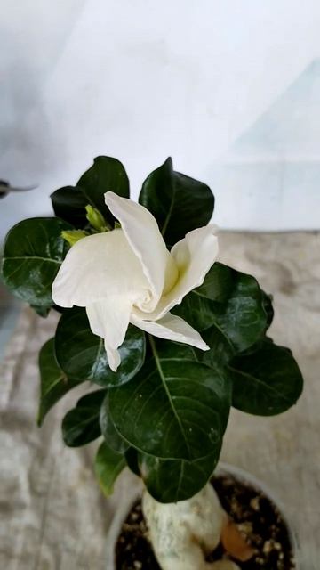 Адениум Зефирная роза собирается распуститься...#адениум #розапустыни