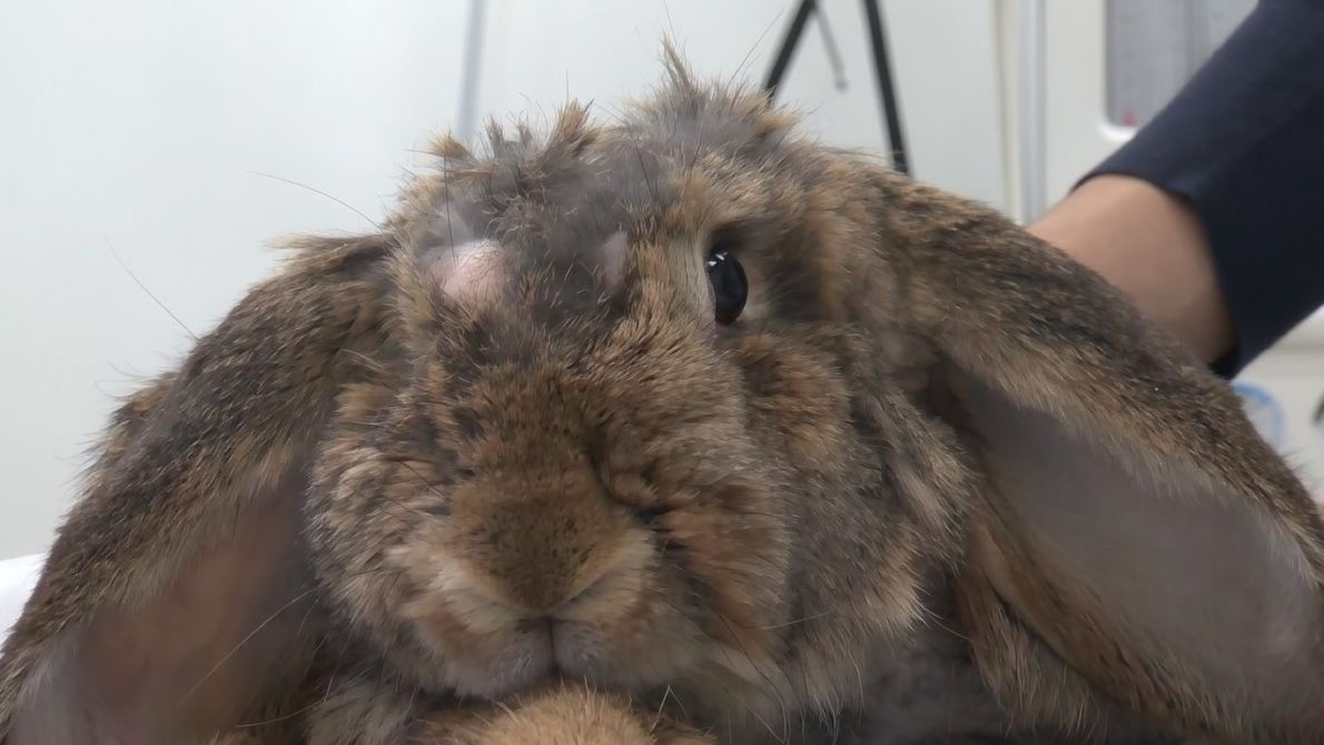 Кролику сделали операцию на глаза и вернули зрение во Владивостоке