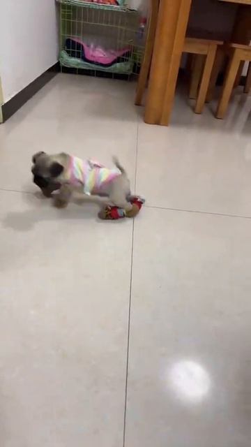 СМЕШНЫЕ КОТЫ 😺 2026 ЛУЧШИЕ ПРИКОЛЫ С КОТАМИ ,КОШКАМИ ,ЖИВОТНЫЕ,СМЕШНЫЕ ВИДЕО