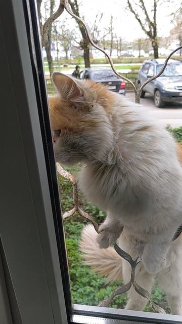 Любовь зла...