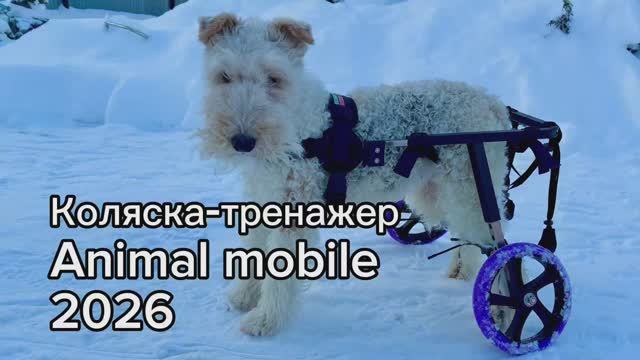 Коляска-тренажер для фокстерьера