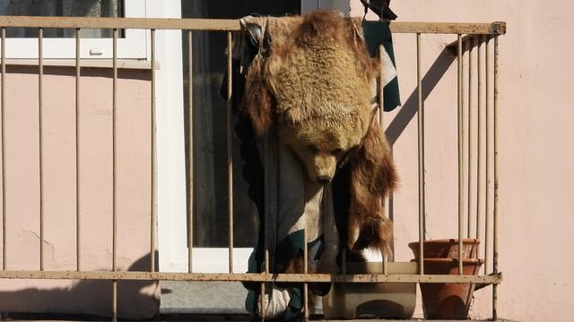 Типичный балкон в России, Великий Новгород, Галка дергает медвежью шерсть для гнезда, 20.04.2026