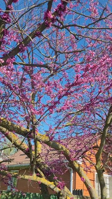 🌸 Цветёт ЦЕРЦИС 🌸