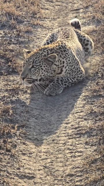 Кошки они и в Африке кошки