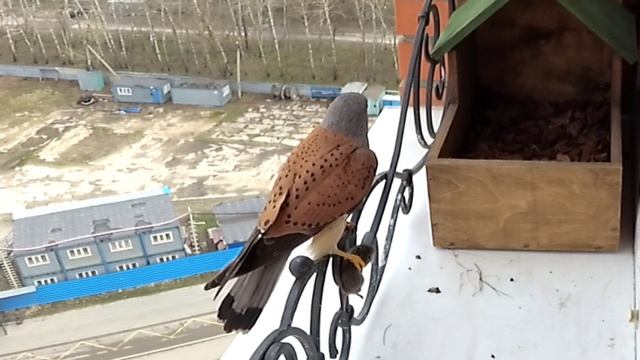 Сокол пустельга , городской сокол. Видео каждый день.