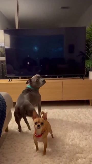 Зарядка для хвоста