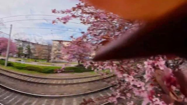 Чтобы ее увидеть придется прокатиться на трамвае