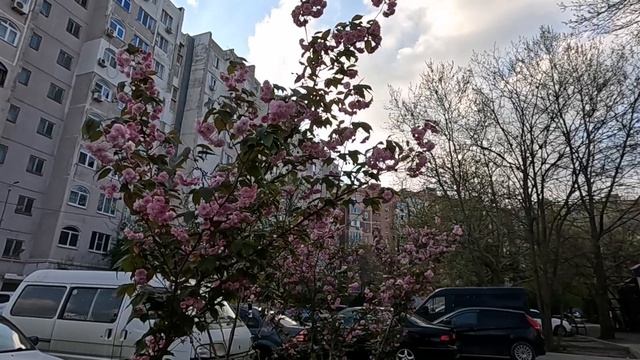 20.04.Утренняя цветущая Анапа.