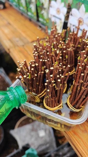 Результат укоренения метельчатой гортензии в разных растворах одревесневшим черенком.