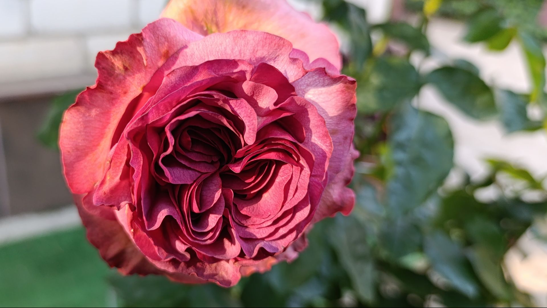 И снова розы...