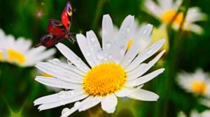 ЦВЕТОК СЧАСТЬЯ Стихи Розалии Мартысь. Музыка, аранжировка и вокал Николая Жукова