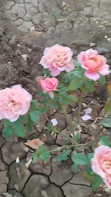 Японская роза Мияби.