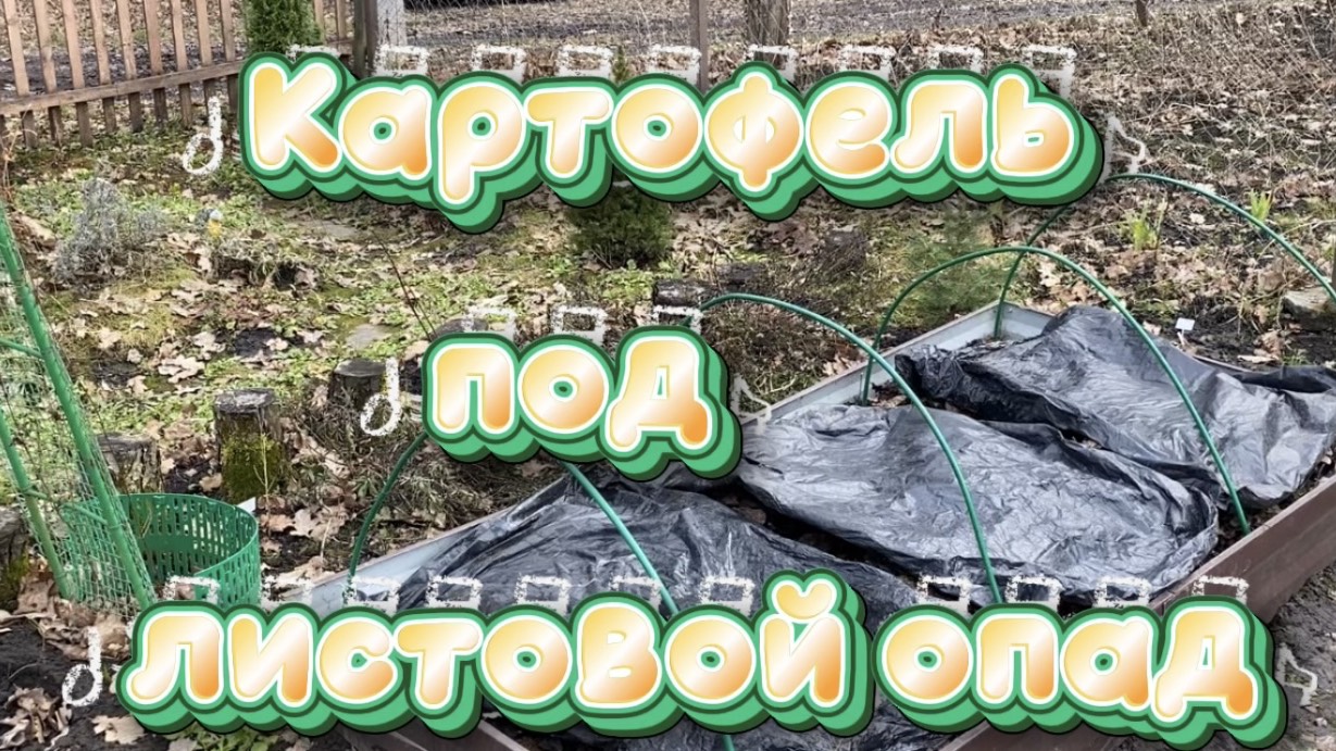 Первые посевы и ленивый способ посадки картофеля. Апрель 2026