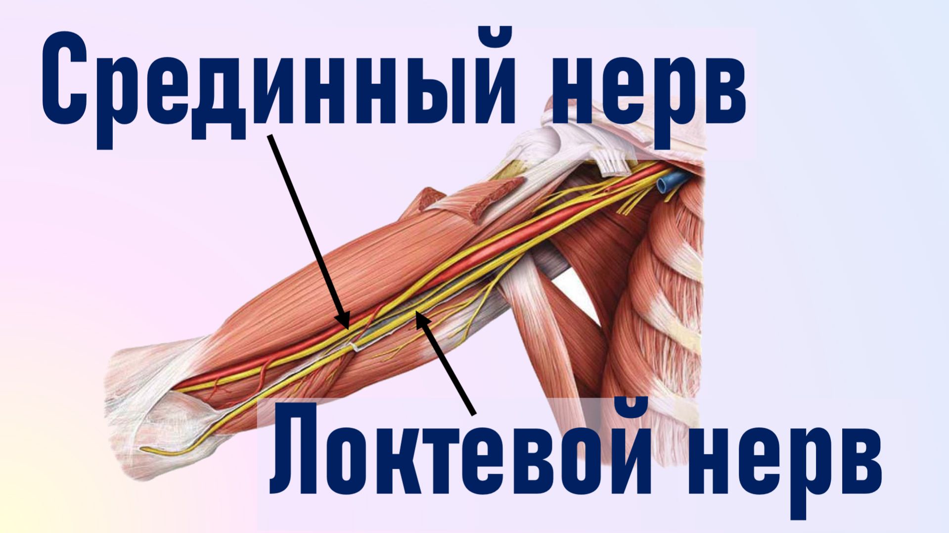 Срединный нерв. Локтевой нерв