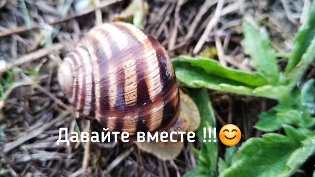 Улитки после дождя:почему?