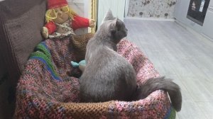 Влог#196наша жизнь.Обо всём понемногу.