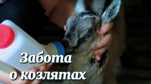Ухаживаем за козлятами на ферме: кормим свежим молоком.