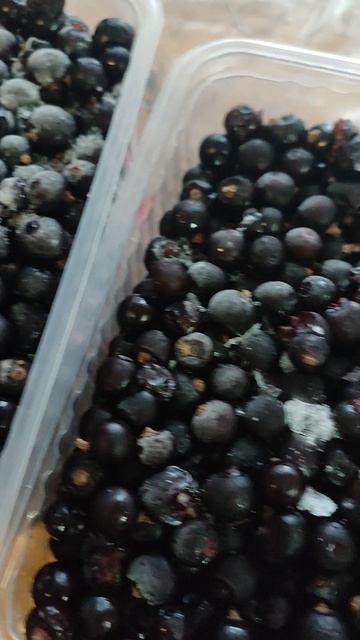 Черная смородина для настойки