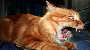 😻Новые прикольные😻КОШКИ И СОБАКИ| 🤣ПОПРОБУЙ НЕ ЗАСМЕЯТЬСЯ!!!😻