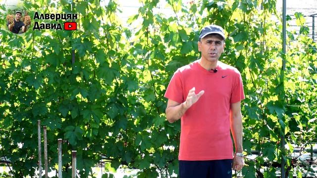 Важная обработка виноградника после цветения (20.06.2024) (Видеоблог Давида Алверцяна)