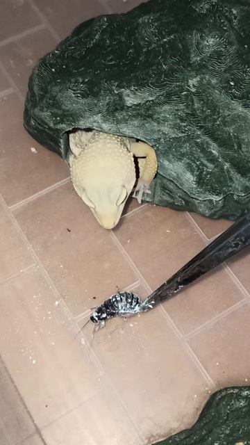 Кормление Йоги. 13 апреля 2026 г.