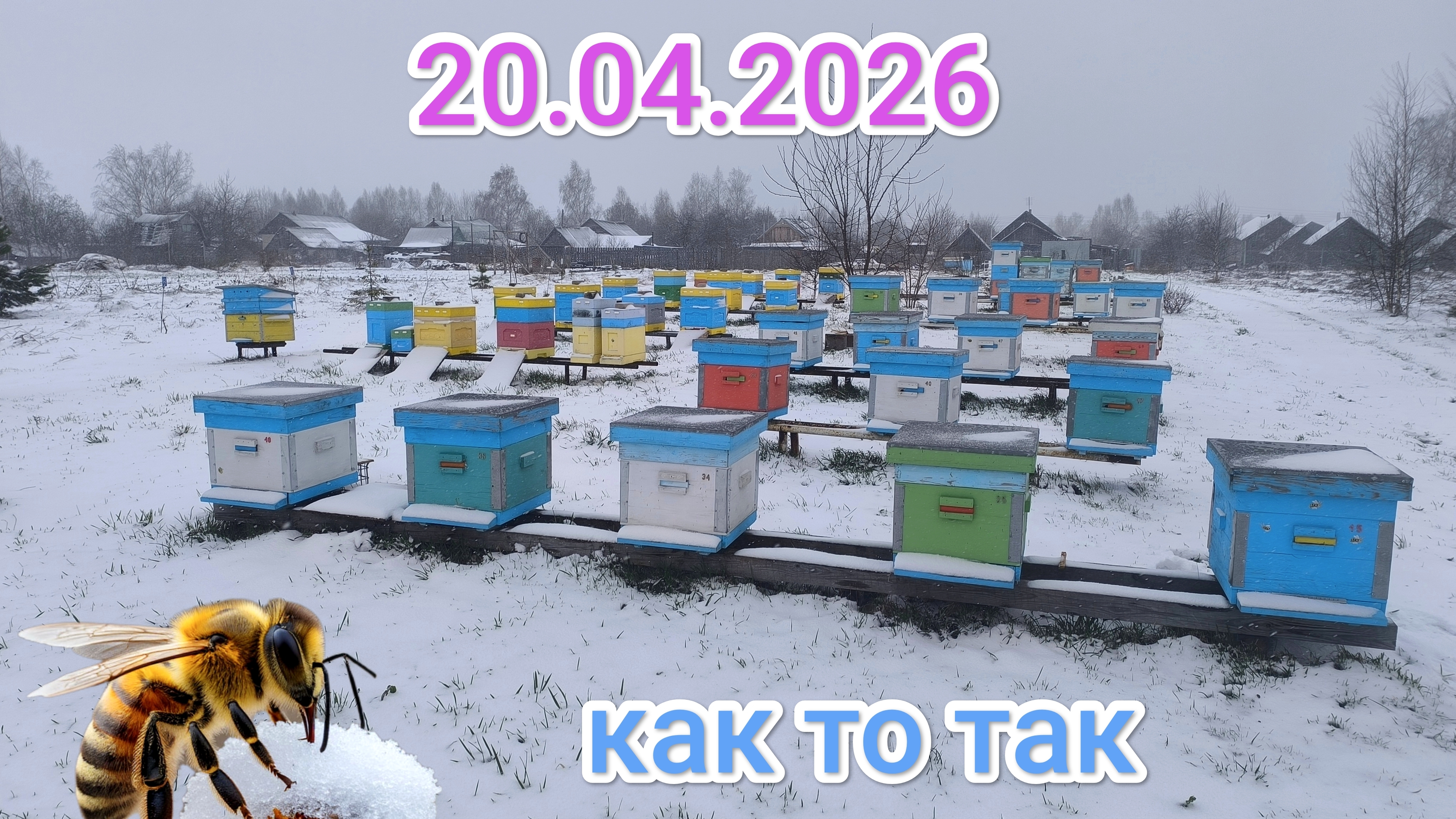 20 апреля. Зимовка пчёл продолжается. Пчеловодство Владимирской области!