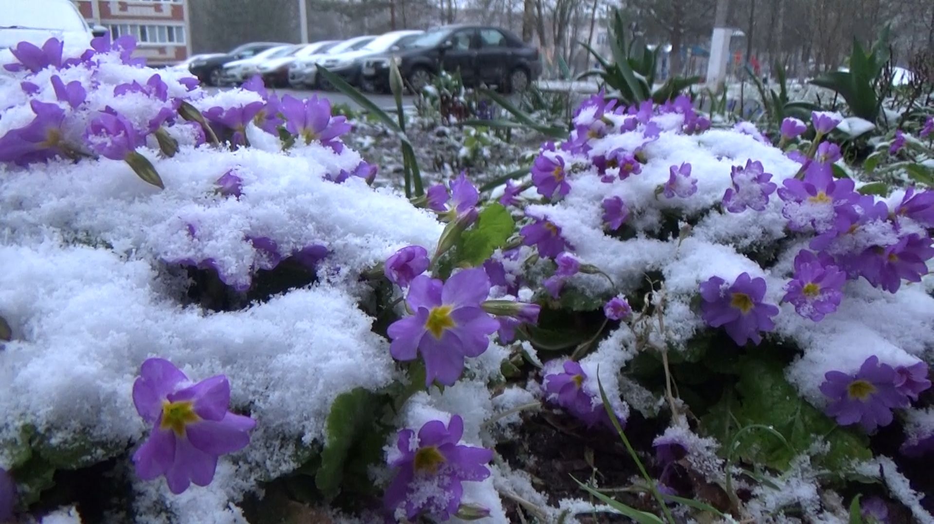 20.04.2026 Апрельский снегопад в городе Вязники Владимирской области