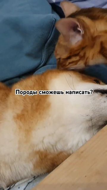 Кошка и собака #бенгальскиекотята #cat #сиба #сибаину #животные #нежность