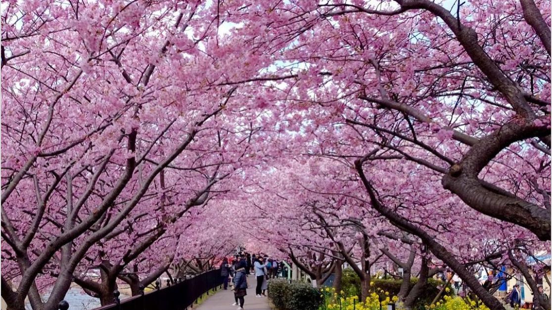 ЯПОНИЯ. ВСЕОБЩИЙ ПРАЗДНИК ЦВЕТЕНИЯ САКУРЫ.