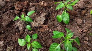 Перцы и помидоры  ночуют  в коробках, в теплице.Страшно, ночные заморозки.