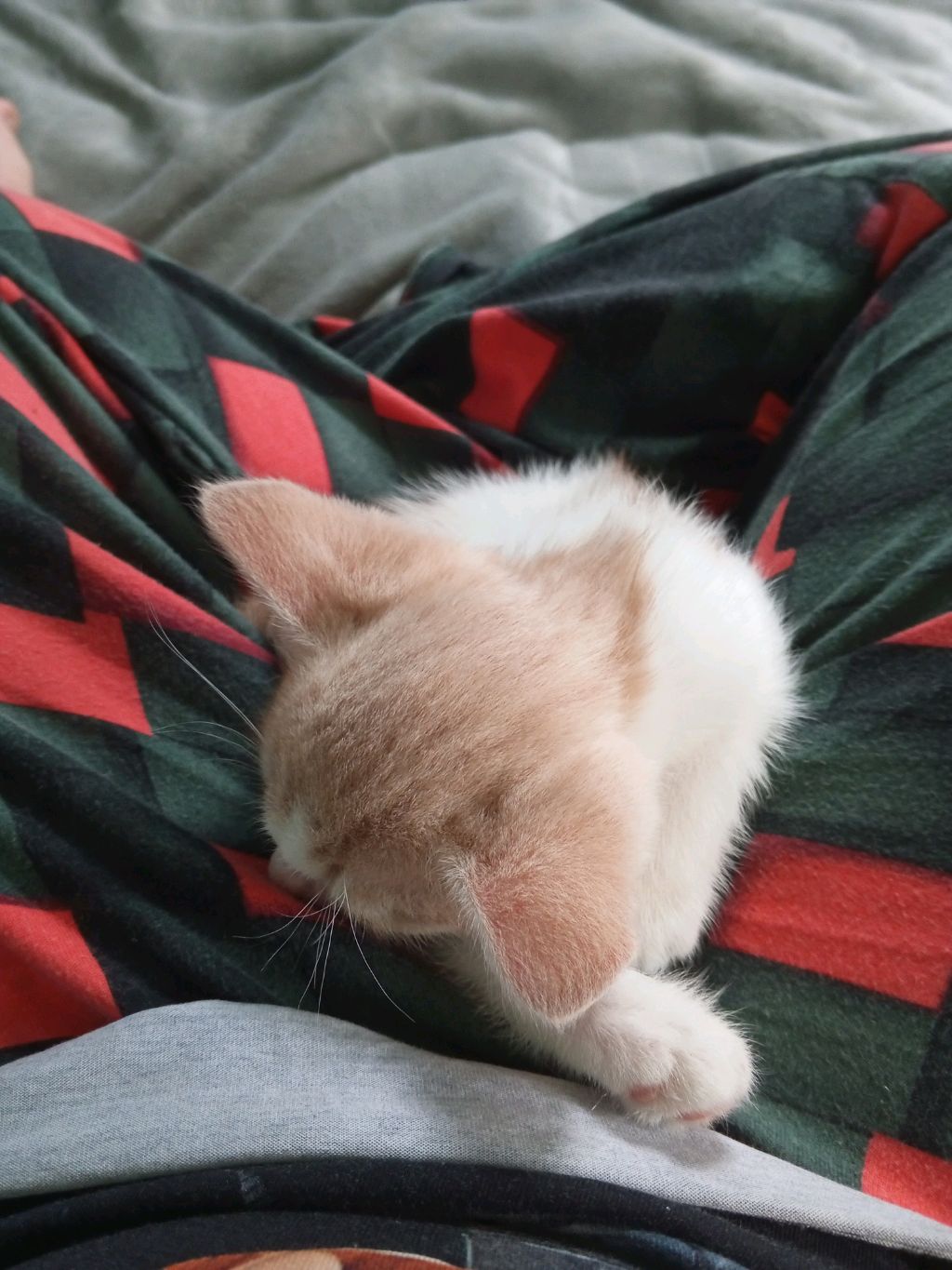 Слайм ранчер