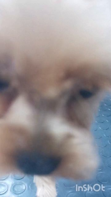 Кукла, йорк.