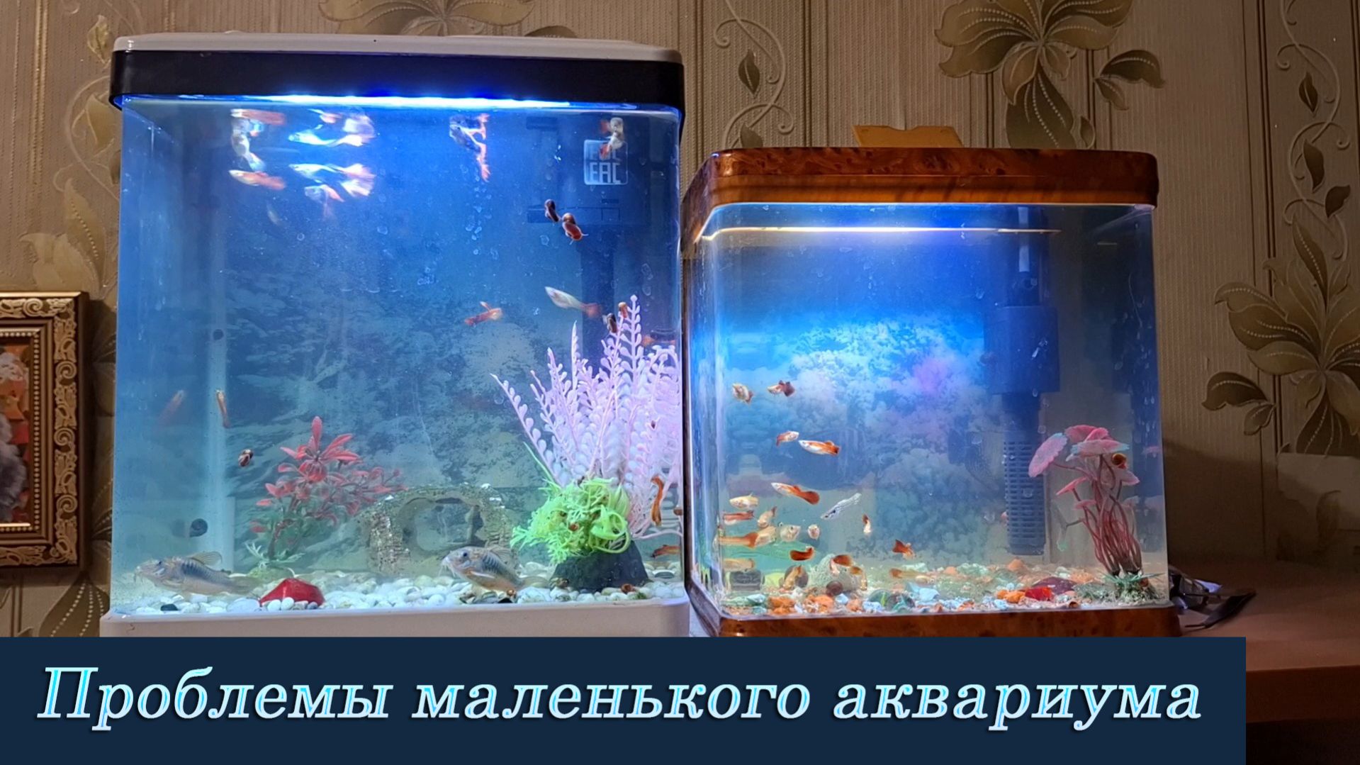 Проблемы маленького аквариума