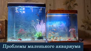 Проблемы маленького аквариума