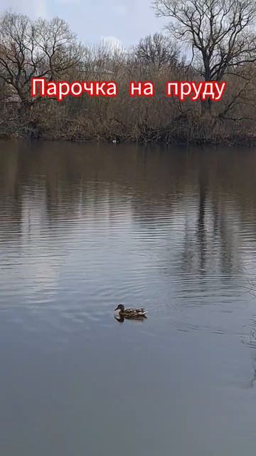 Уточки прилетели# весна#