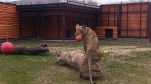 Элегантная месть львицы. Часть 2. Киара в знак примирения принесла Шерхану игрушку.