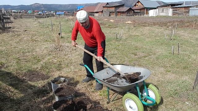 Пересадка саженцев яблонь посеянных осенью