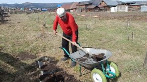 Пересадка саженцев яблонь посеянных осенью