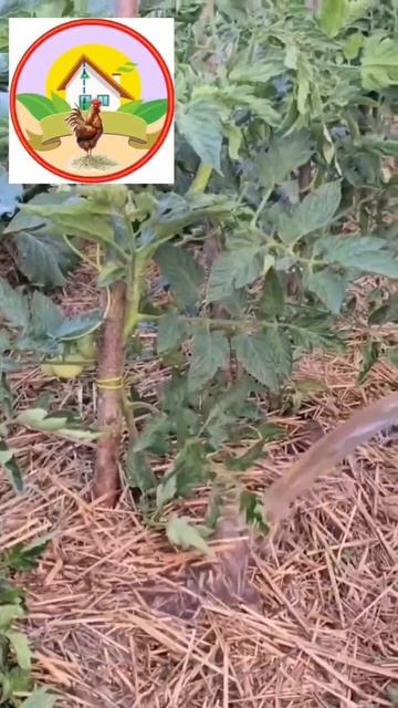 Посадка томатов в  - 3 главных моментов