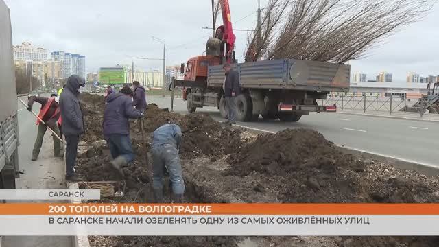 Зелёная Волгоградская: в Саранске коммунальщики высаживают тополя там, где раньше был асфальт