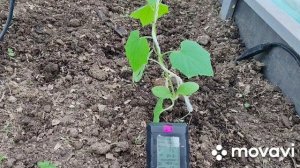 Томаты спустя 2 недели после высадки в теплицу 19.04.2026 Калужская область.