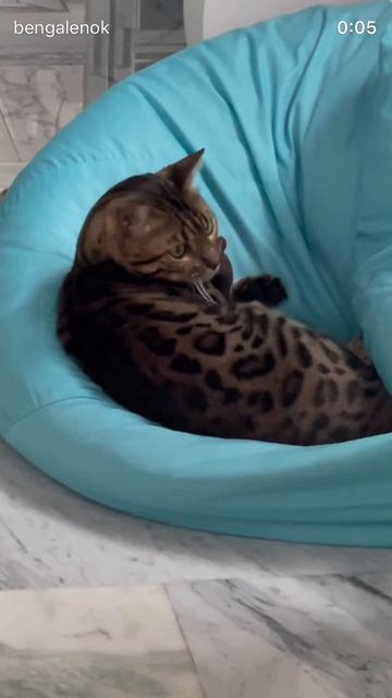 #бенгальскийкот #кот #бенгал