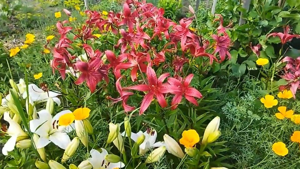 Как добиться яркого и пышного цветения лилий