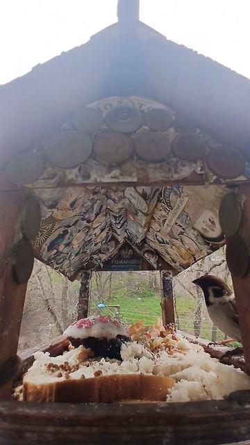 1000015864.mp4Жизнь кормушки.20.04.2026г.