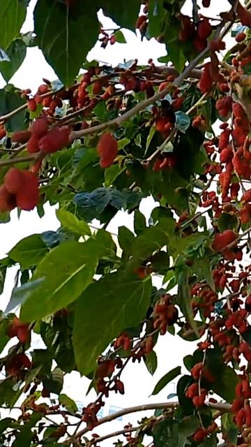 20 апреля 🌞+21🌊+18 БЕРЕГ МАХМУТЛАРА.ТУРЦИЯ 2026.