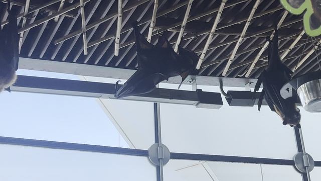 Летучие мыши