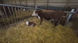 Строгий молочный эксперт на Ферме и неожиданный побег бычков